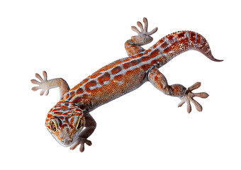 Tokay gecko isolated on transparent or white background