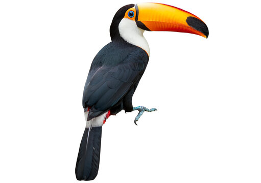 Toucan toco bird, colored bird with big beak isolated on transparent or white background - Powered by Adobe