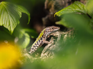 Italian wall lizard (Podarcis siculus)