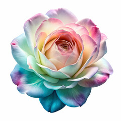 blooming rose with green white and pink