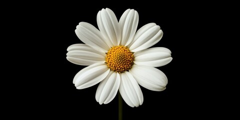 Stunning white daisy flower standing out in isolation, showcasing the beauty of the white daisy flower with its delicate petals and vibrant appeal, perfect for floral themed imagery.