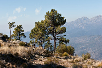 Pinos en el risco del Cuervo