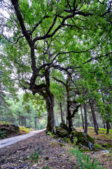 Camino y robles en la Garganta de La Graja