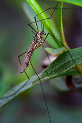 Tipula sobre ramas de jara pringosa