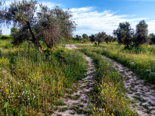 Fototapeta premium Camino en el olivar