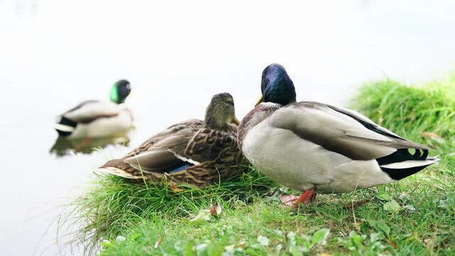 Cute male and female mallard ducks sleeping on river bank