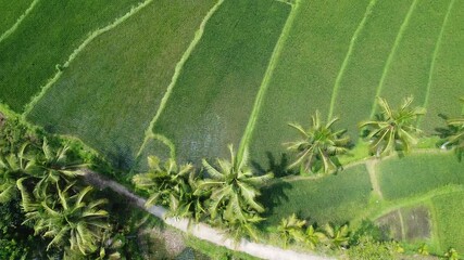 A breathtaking view of terraced rice fields, bathed in morning sunlight, creating a serene and refreshing natural panorama that soothes the soul
