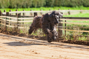 Afghan sighthound practising on race track