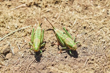 The Caucasian Biosphere Reserve. A large grasshopper, green in color. Animals of the Caucasus