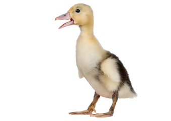 Duckling (7 days old) quacking isolated on a transparent or white background