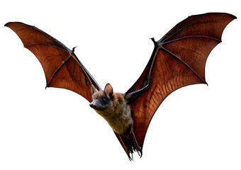 Flying bat isolated on a transparent or white background