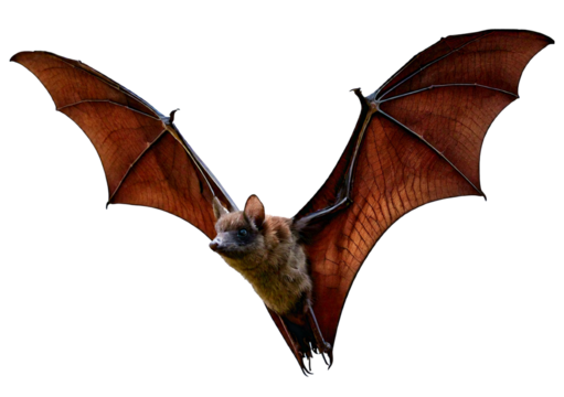 Flying bat isolated on a transparent or white background - Powered by Adobe