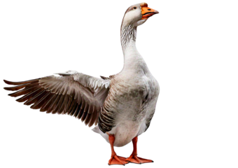 Funny goose point swing to side standing isolated on a transparent or white background