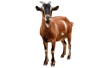 Fototapeta premium Goat isolated on a transparent or white background