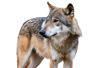 Fototapeta premium Gray wolf isolated on a transparent or white background
