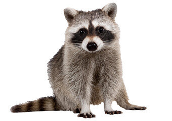 Obraz premium Goose white isolated on a transparent or white background