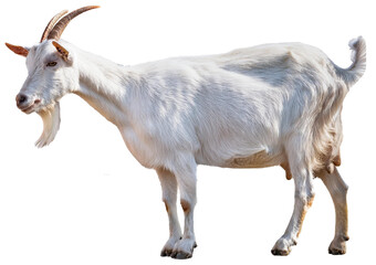 Fototapeta premium Male Nicastrese goat, domestic goat from calabria, italian goat, calabria, isolated on a transparent or white background
