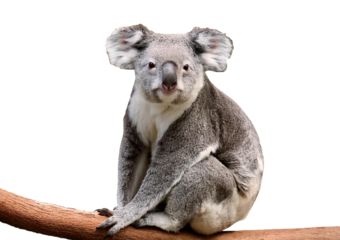 Koala bear, Phascolarctos cinereus, 3 years old isolated on a transparent or white background