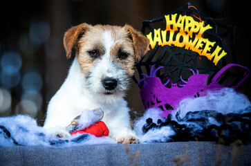 Jack Russell Terrier and Halloween