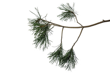 branch of a pine