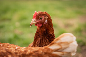 Hühner auf dem Bauernhof Nahaufnahmen von Hühnern Hühnerfedern freilaufende Hühner Eierlegen und ländliche Lebensweise auf dem Bauernhof