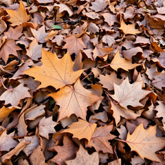 Dry autumn leaves in nature