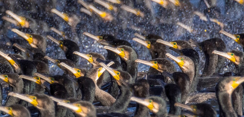 close up of cormorants