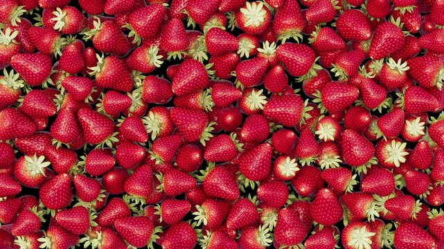 Strawberries transition footage with alpha channel