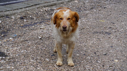 Dog standing on gravel