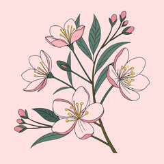 Delicate cherry blossoms floral illustration on pastel pink background