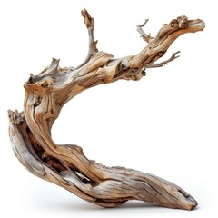Fototapeta premium Curved driftwood tree isolated on white background clipping path included