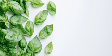 Fototapeta premium Fresh green basil leaves against a white background create a vibrant and appealing visual of green basil, showcasing its natural beauty and freshness in a clean presentation of basil.