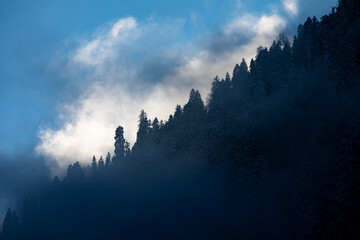 snow covered trees winter landscape