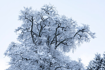 snow covered trees winter landscape