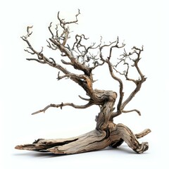 Deadwood  dead tree on white background