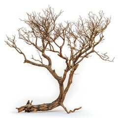 Fototapeta premium Deadwood dead tree on white background