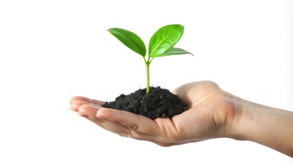 A Small Green Plant Sprouting from Soil Held in a Hand