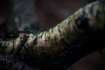 Waldspaziergang bei Regen Spaziergang durch den Regen im Wald mit nassen Bäumen und nebliger Atmosphäre Herbst Winter