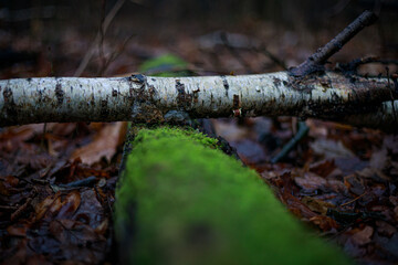 Waldspaziergang bei Regen Spaziergang durch den Regen im Wald mit nassen Bäumen und nebliger Atmosphäre Herbst Winter