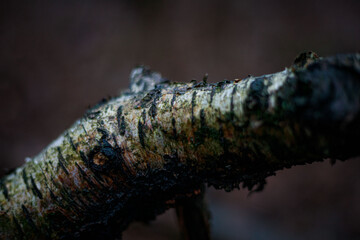 Waldspaziergang bei Regen Spaziergang durch den Regen im Wald mit nassen Bäumen und nebliger Atmosphäre Herbst Winter