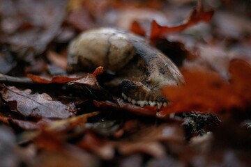 Waldspaziergang bei Regen Spaziergang durch den Regen im Wald mit nassen Bäumen und nebliger Atmosphäre Herbst Winter