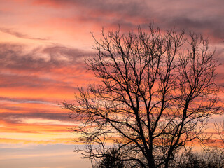 November pink sunset behind the crown of a leafless tree.  The pink sky is a beautiful background to make the outline of the tree stand out.