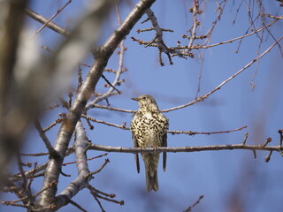 Mistle thrush - Turdus Viscivorus 