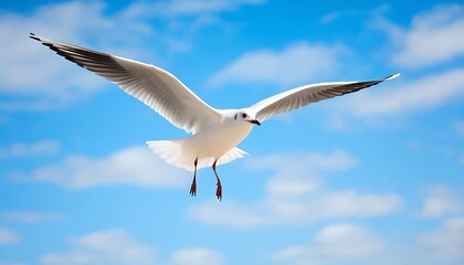 Fototapeta premium White Seagull Soaring under a Clear Blue Sky