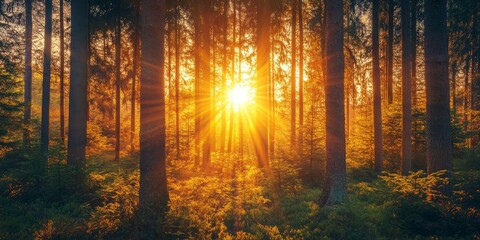 Obraz premium Stunning sunset and sunrise cast beautiful sunshine in a sunny spring forest. Sunlight and sunbeams filter through coniferous trees, creating a captivating forest landscape filled with light.