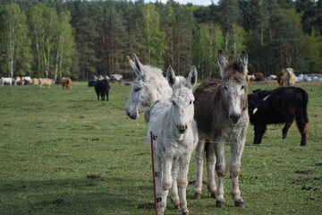 Esel auf einer Koppel in Brandenburg