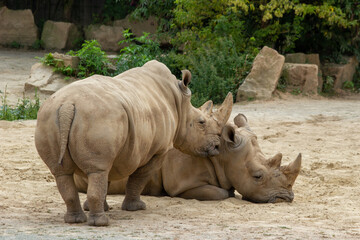 Naklejka premium A white rhinoceros calmly walks on the sand in a national park
