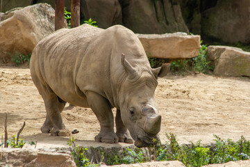 Naklejka premium A white rhinoceros calmly walks on the sand in a national park
