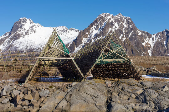 Traditional air drying of stockfish heads (arctic cod) on wooden frames (hjell) in Svolv&aelig;r, Lofoten islands, Nordland, Norway