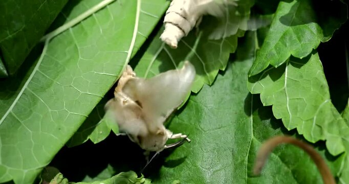 Silk moth head, extreme closeup, Bombyx mori